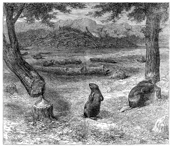 Framed Print : Beavers cutting down trees, 1862. Creator: Unknown Framed Print : Beavers cutting down trees, 1862. Creator: Unknown