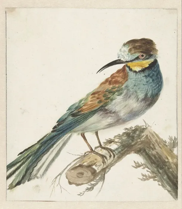 Framed Print : Bee-eater (Merops apiaster), 1650-1719. Creator: Jan Weenix