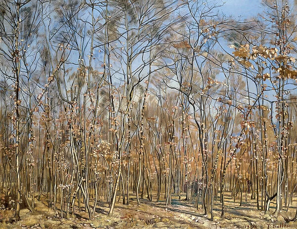 Beech forest, 1885-1894. Creator: Hodler, Ferdinand (1853-1918)