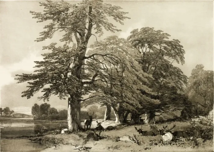 Framed Print : Beech, from The Park and the Forest, 1841. Creator: James Duffield Harding Framed Print : Beech, from The Park and the Forest, 1841. Creator: James Duffield Harding