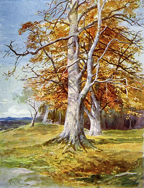 Beech Tree, Autumn, 1900