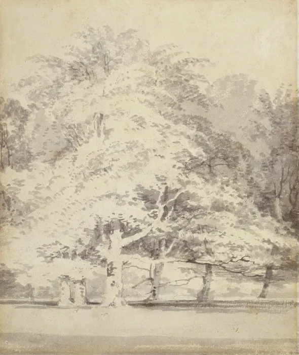 Framed Print : Beech Trees, 1795-1797. Creator: JMW Turner Framed Print : Beech Trees, 1795-1797. Creator: JMW Turner