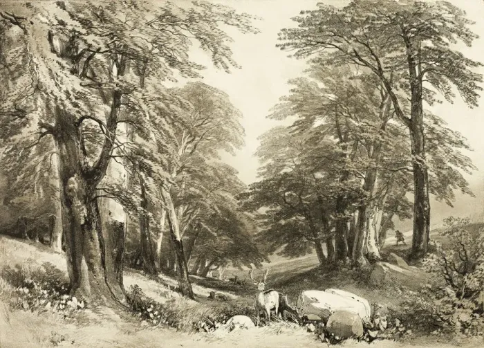 Framed Print : Beech Trees in Arundale Park, from The Park and the Forest, 1841 Framed Print : Beech Trees in Arundale Park, from The Park and the Forest, 1841