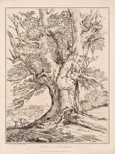 Beech in Windsor Forest, 1805. Creator: William Alfred Delamotte (British, 1775-1863)