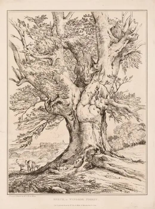 Framed Print : Beech in Windsor Forest, 1805. Creator: William Alfred Delamotte (British, 1775-1863) Framed Print : Beech in Windsor Forest, 1805. Creator: William Alfred Delamotte (British, 1775-1863)