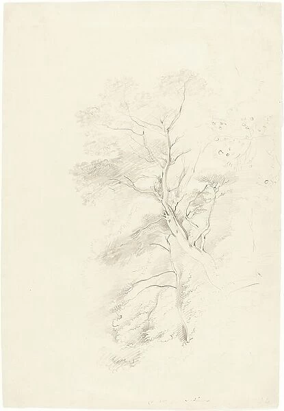 A Beech Wood, 1815. Creator: John Linnell