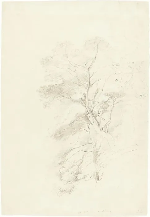Framed Print : A Beech Wood, 1815. Creator: John Linnell Framed Print : A Beech Wood, 1815. Creator: John Linnell