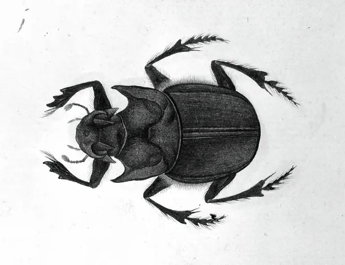 Framed Print : Beetle, 1777-1783. Creator: Unknown Framed Print : Beetle, 1777-1783. Creator: Unknown
