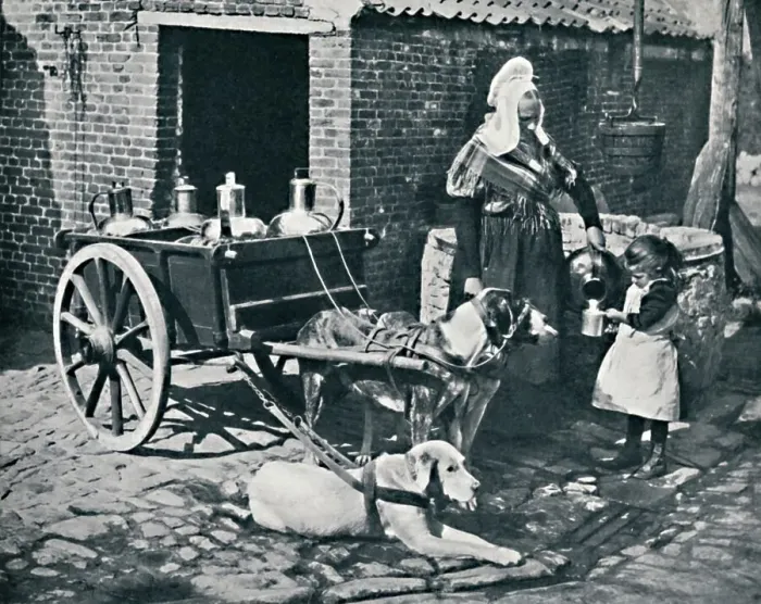 Framed Print : A Belgian peasant woman and her draught dogs, 1912. Artist: Neurdein freres Framed Print : A Belgian peasant woman and her draught dogs, 1912. Artist: Neurdein freres