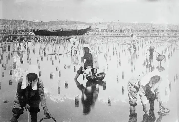 Framed Print : Belgian women in oyster beds, between c1910 and c1915. Creator: Bain News Service Framed Print : Belgian women in oyster beds, between c1910 and c1915. Creator: Bain News Service
