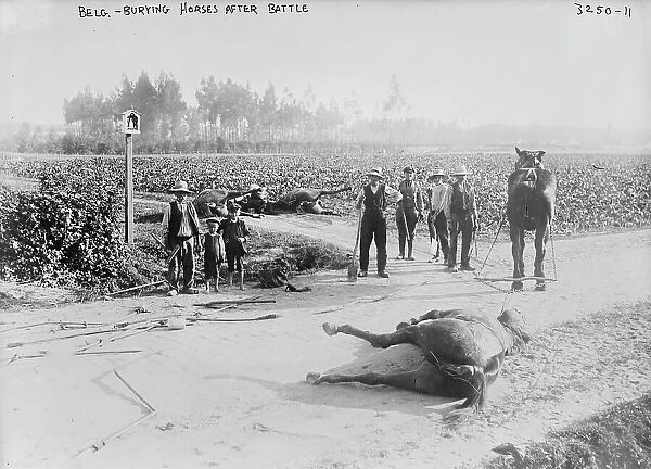 Belg.[i.e. Belgium], burying horses after battle, 1914. Creator: Bain News Service