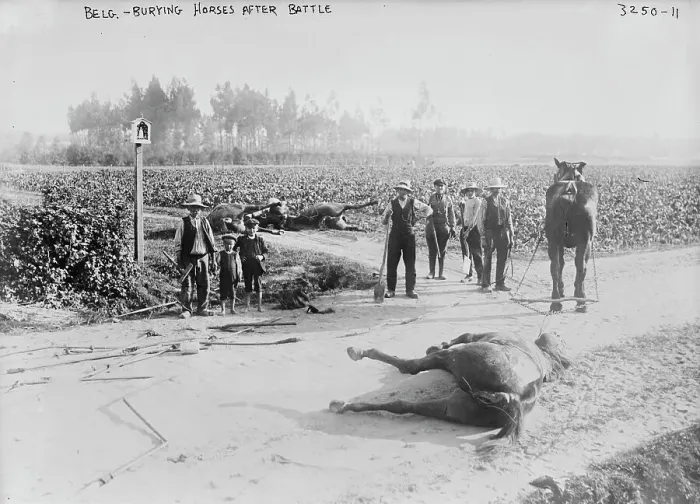 Framed Print : Belg.[i.e. Belgium], burying horses after battle, 1914. Creator: Bain News Service