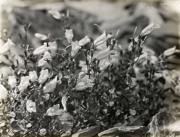 Bell Flower (campanula), between 1915 and 1935. Creator: Frances Benjamin Johnston