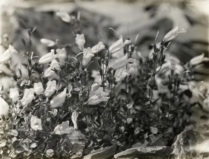 Framed Print : Bell Flower (campanula), between 1915 and 1935. Creator: Frances Benjamin Johnston Framed Print : Bell Flower (campanula), between 1915 and 1935. Creator: Frances Benjamin Johnston