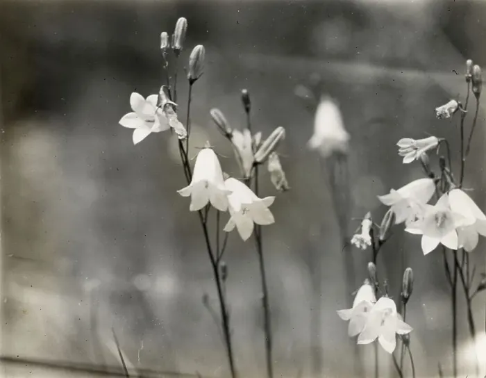 Framed Print : Bell Flower (campanula), between 1915 and 1935. Creator: Frances Benjamin Johnston Framed Print : Bell Flower (campanula), between 1915 and 1935. Creator: Frances Benjamin Johnston