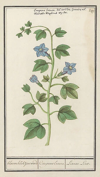 Bellflower (Campanula), 1596-1610. Creators: Anselmus de Boodt, Elias Verhulst