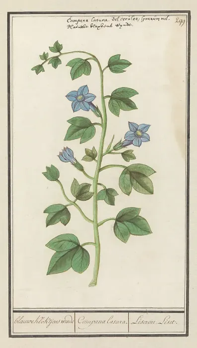 Framed Print : Bellflower (Campanula), 1596-1610. Creators: Anselmus de Boodt, Elias Verhulst Framed Print : Bellflower (Campanula), 1596-1610. Creators: Anselmus de Boodt, Elias Verhulst
