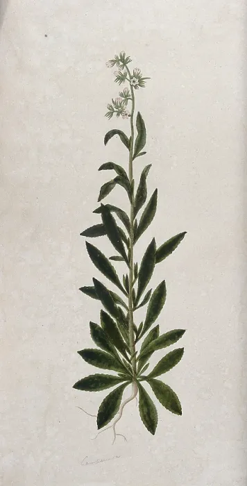 Framed Print : A bellflower (Campanula species): entire flowering plant. Creator: Unknown Framed Print : A bellflower (Campanula species): entire flowering plant. Creator: Unknown