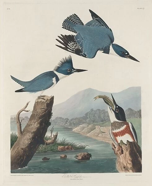 Belted Kingsfisher, 1830. Creator: Robert Havell