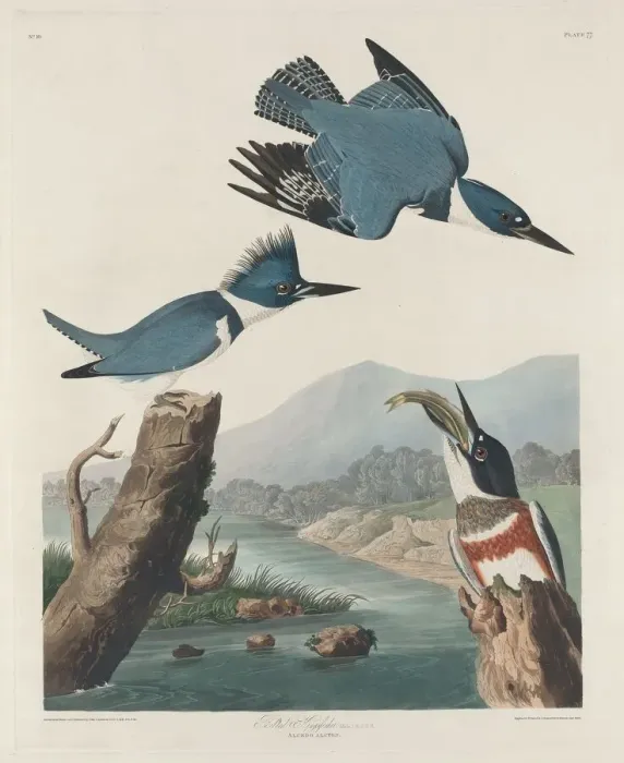 Framed Print : Belted Kingsfisher, 1830. Creator: Robert Havell Framed Print : Belted Kingsfisher, 1830. Creator: Robert Havell