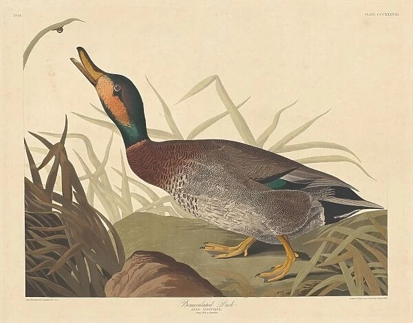 Bemaculated Duck, 1836. Creator: Robert Havell
