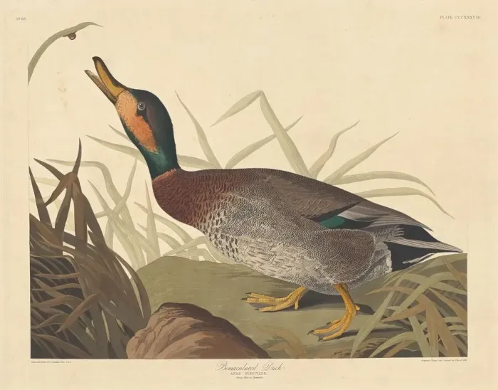 Framed Print : Bemaculated Duck, 1836. Creator: Robert Havell Framed Print : Bemaculated Duck, 1836. Creator: Robert Havell