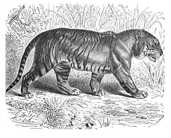 Bengal Tiger, c1900. Artist: Helena J. Maguire