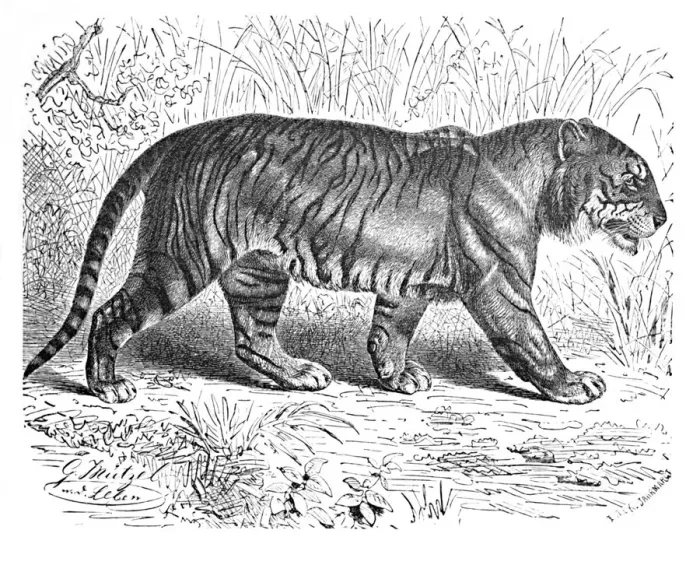 Framed Print : Bengal Tiger, c1900. Artist: Helena J. Maguire Framed Print : Bengal Tiger, c1900. Artist: Helena J. Maguire