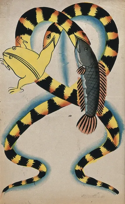 Framed Print : A Bengali proverb: two watersnakes swallowing fish and frog. Creator: Unknown