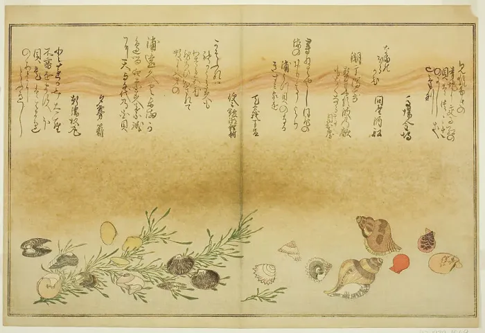 Framed Print : Beni-gai, hora-gai, urauzu-gai, wasure-gai, chiyonohana-gai, and masuho-gai, from... Japan, 1789. Creator: Kitagawa Utamaro Framed Print : Beni-gai, hora-gai, urauzu-gai, wasure-gai, chiyonohana-gai, and masuho-gai, from... Japan, 1789. Creator: Kitagawa Utamaro