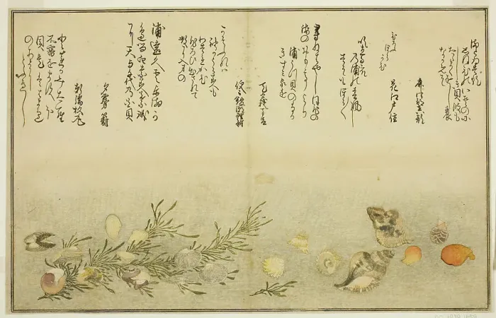 Framed Print : Beni-gai, hora-gai, urauzu-gai, wasure-gai, chiyonohana-gai, and masuho-gai, from... Japan, 1789. Creator: Kitagawa Utamaro Framed Print : Beni-gai, hora-gai, urauzu-gai, wasure-gai, chiyonohana-gai, and masuho-gai, from... Japan, 1789. Creator: Kitagawa Utamaro