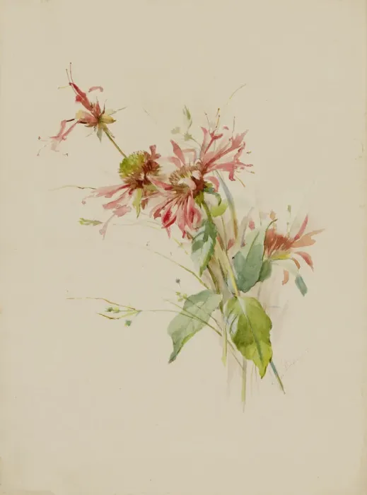 Framed Print : Bergamot (or Bee Baum), late 19th-early 20th century. Creator: Austa Densmore Sturdevant Framed Print : Bergamot (or Bee Baum), late 19th-early 20th century. Creator: Austa Densmore Sturdevant