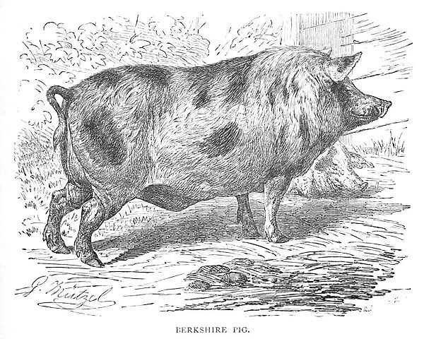 Berkshire Pig, c1900. Artist: Helena J. Maguire
