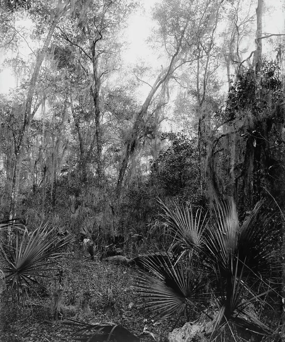 Framed Print : Berresford [sic] Hammock, between 1880 and 1897. Creator: William H. Jackson