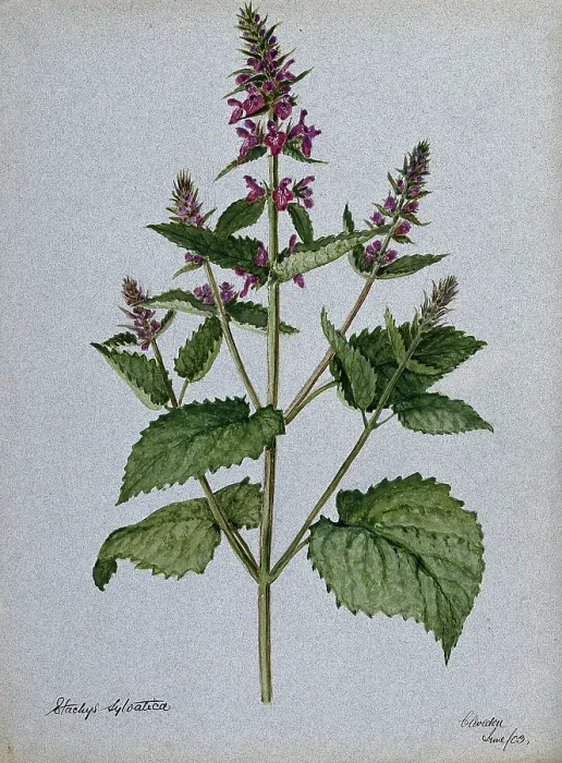 Framed Print : Betony (Stachys officinalis): flowering stem, 1903. Creator: Unknown Framed Print : Betony (Stachys officinalis): flowering stem, 1903. Creator: Unknown