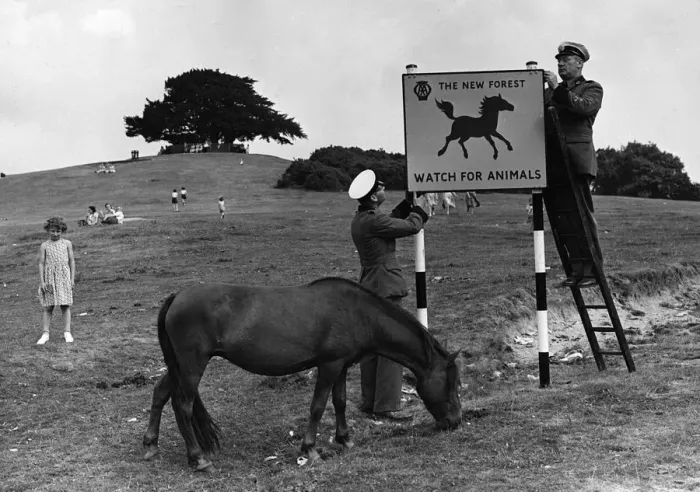 Framed Print : Beware of animals a road sign in Lyndhurst, New Forest 1955. Creator: Unknown Framed Print : Beware of animals a road sign in Lyndhurst, New Forest 1955. Creator: Unknown