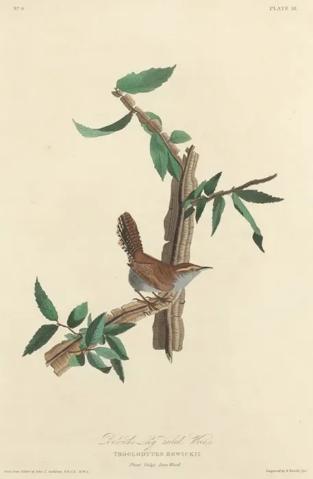 Framed Print : Bewicks Long-tailed Wren, 1827. Creator: Robert Havell Framed Print : Bewicks Long-tailed Wren, 1827. Creator: Robert Havell