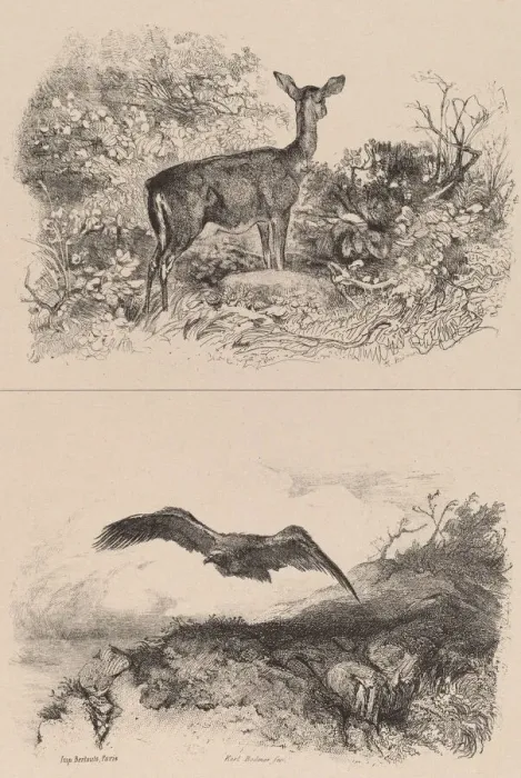 Framed Print : Biche, Aigle. Creator: Karl Bodmer Framed Print : Biche, Aigle. Creator: Karl Bodmer