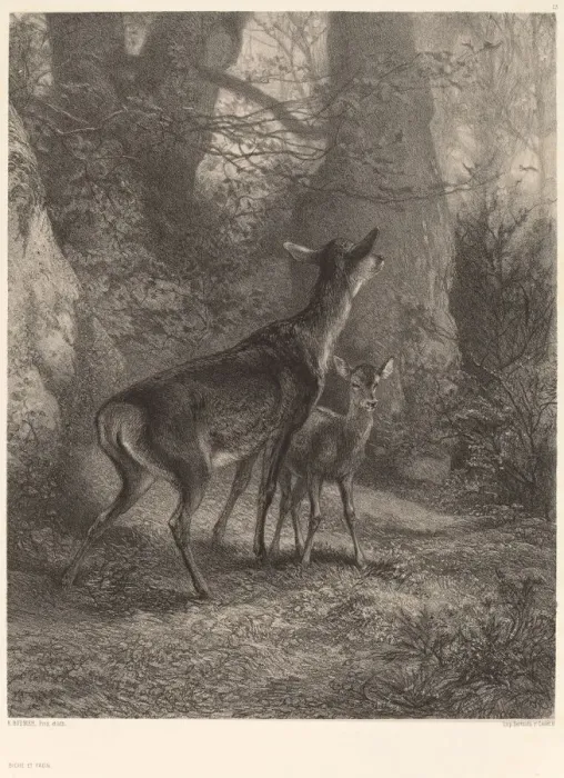 Framed Print : Biche et Faon. Creator: Karl Bodmer Framed Print : Biche et Faon. Creator: Karl Bodmer