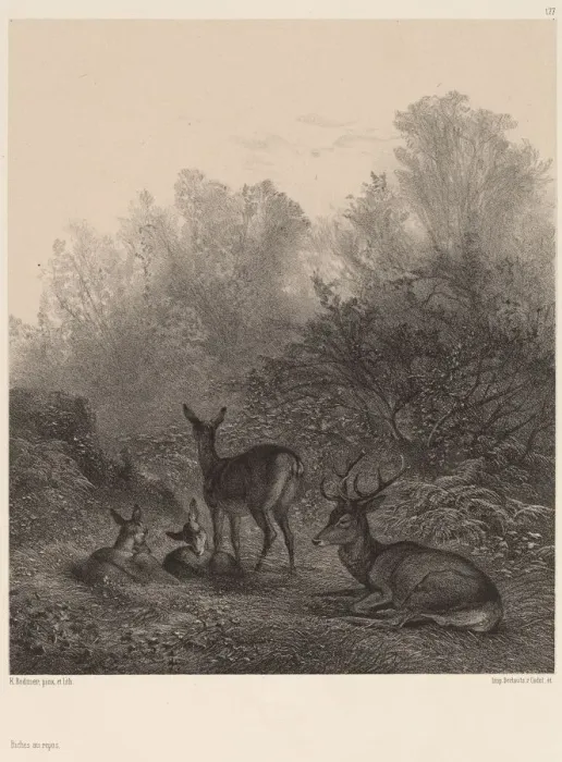 Framed Print : Biches au repos. Creator: Karl Bodmer Framed Print : Biches au repos. Creator: Karl Bodmer