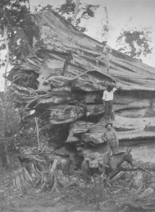 Framed Print : A big bit of Brazilian Timber, 1914 Framed Print : A big bit of Brazilian Timber, 1914