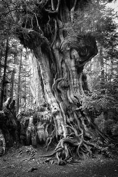 Big Cedar. Creator: Joshua Johnston