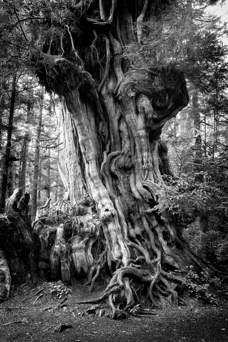 Framed Print : Big Cedar. Creator: Joshua Johnston Framed Print : Big Cedar. Creator: Joshua Johnston
