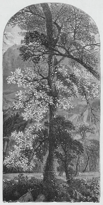 Framed Print : Big Tree, 1883 Framed Print : Big Tree, 1883
