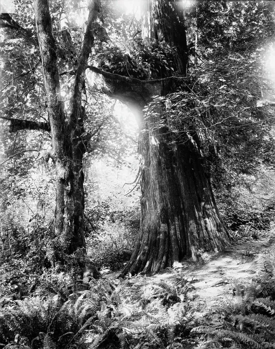 Framed Print : Big tree in Stanley Park, Vancouver, Canada, between 1900 and 1910. Creator: Unknown Framed Print : Big tree in Stanley Park, Vancouver, Canada, between 1900 and 1910. Creator: Unknown