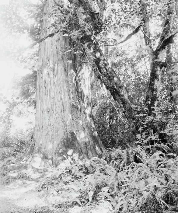 Framed Print : Big tree in Stanley Park, Vancouver, Canada, between 1900 and 1910. Creator: Unknown Framed Print : Big tree in Stanley Park, Vancouver, Canada, between 1900 and 1910. Creator: Unknown