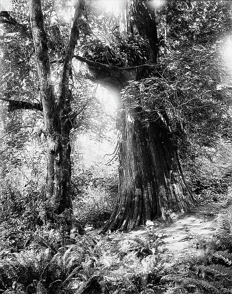 Big tree in Stanley Park, Vancouver, Canada, between 1900 and 1910. Creator: Unknown