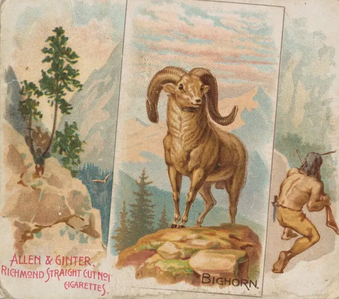 Framed Print : Bighorn, from Quadrupeds series (N41) for Allen & Ginter Cigarettes, 1890 Framed Print : Bighorn, from Quadrupeds series (N41) for Allen & Ginter Cigarettes, 1890
