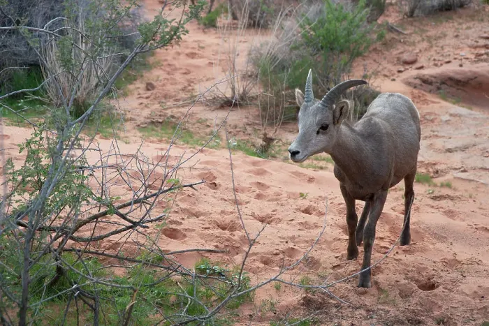 Framed Print : Bighorn Sheep, Valley of Fire, Las Vegas, Nevada, USA, 2022. Creator: Ethel Davies Framed Print : Bighorn Sheep, Valley of Fire, Las Vegas, Nevada, USA, 2022. Creator: Ethel Davies