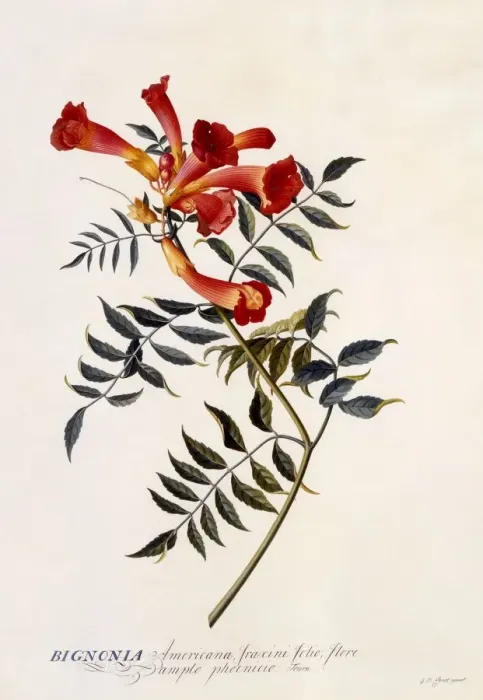Framed Print : Bignonia Americana, c. 1743 (hand coloured engraving) Framed Print : Bignonia Americana, c. 1743 (hand coloured engraving)